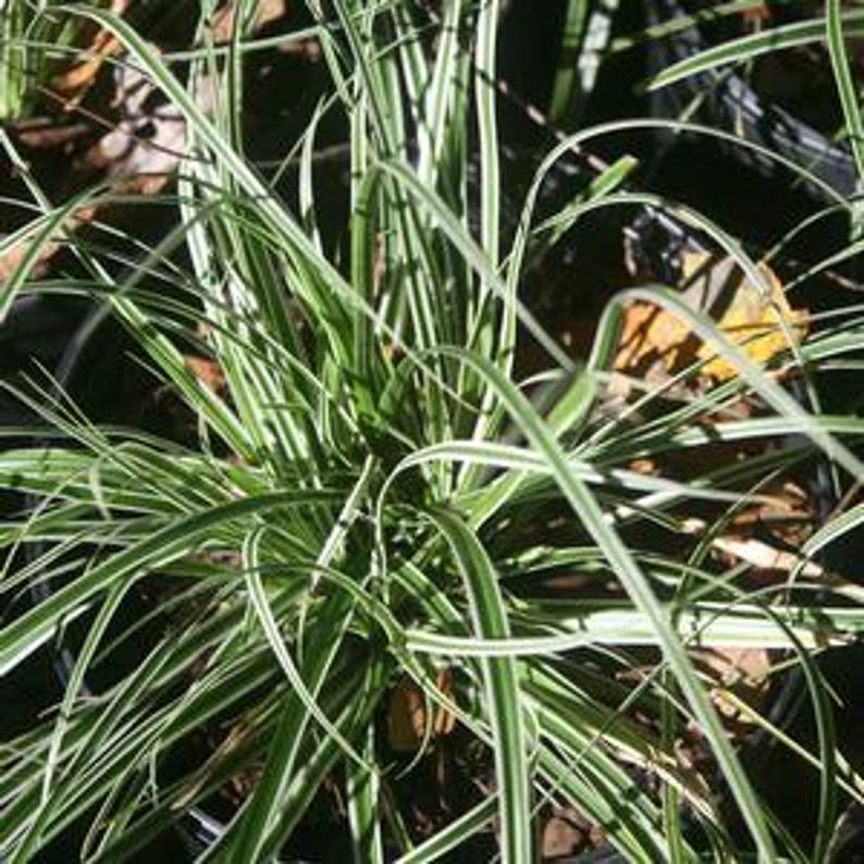 Carex oshimensis Everest Bareroot Plant - Compact Clumping Japanese Sedge for Part Sun Gardens Zones 5-9