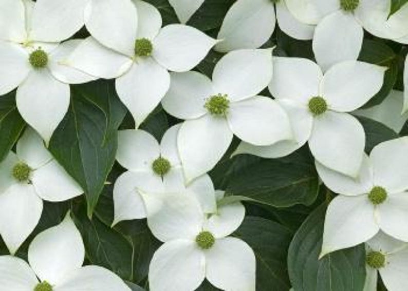 Kousa Dogwood Plant - 18-24" Bareroot - Cornus kousa with Edible Fruit & Wildlife Attraction - Zones 5-8