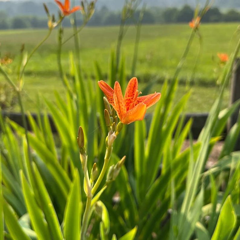 Leopard Lily Live Plant 4" Pot - Blackberry Lily, Iris domestica - Full Sun - Zones 5-10