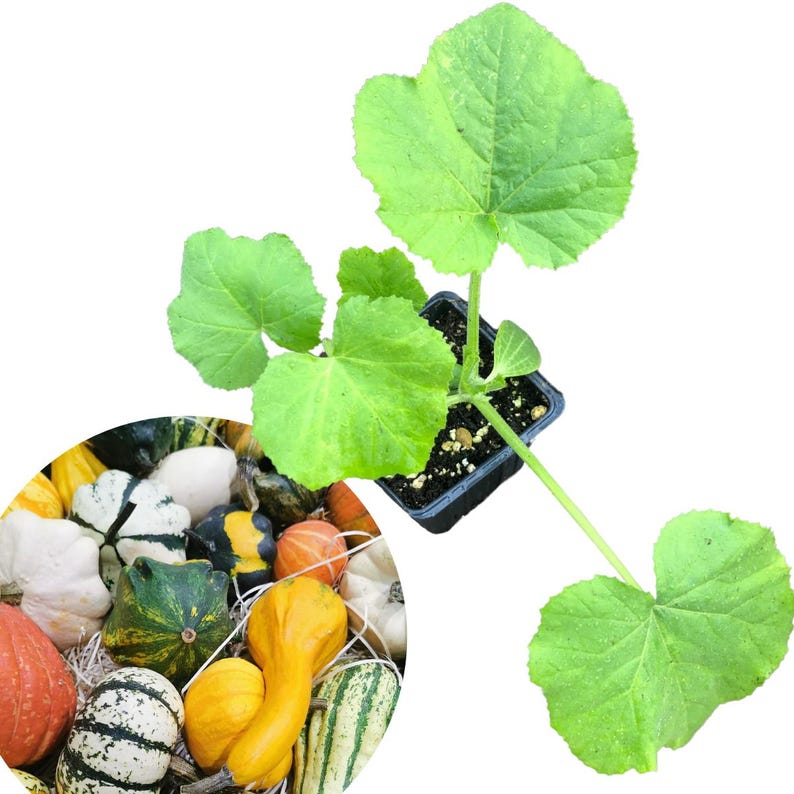 Small Gourd Mix Plant in 2.5-Inch Pot | Cucurbita pepo Autumn Gourds