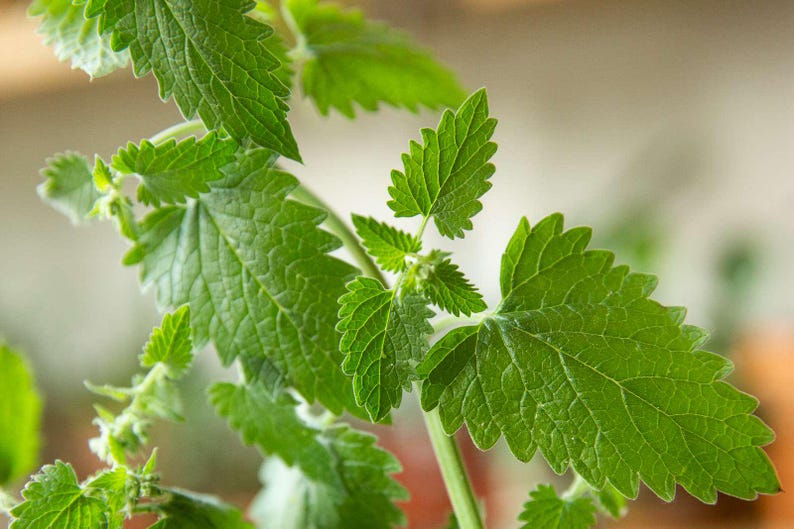 Live Catnip Plant - Nepeta cataria - Aromatic Herb for Cats - Indoor/Outdoor Starter in 4-Inch Pot