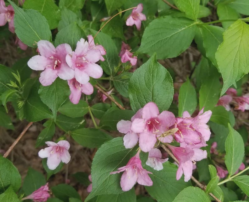 Pink Weigela Cuttings - 8-Inch Bareroot Weigela florida Shrubs for Garden, Hedges & Borders