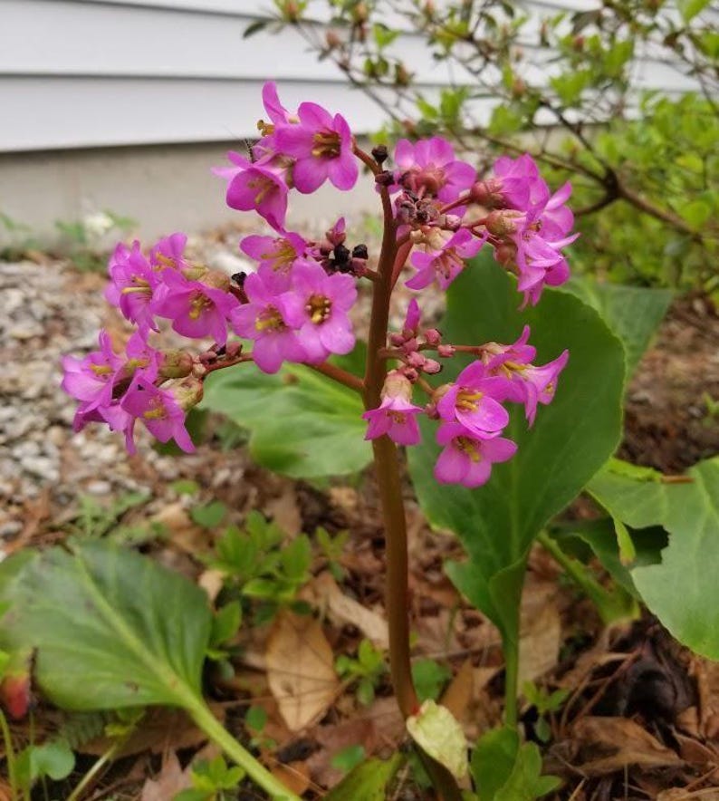 Bergenia Bare Root Plant - Pink Flowers, Hardy Perennial for Zones 5-8, Easy Care Garden Plant, Bergenia spp.