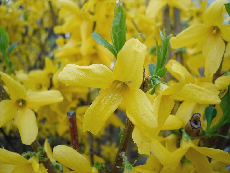 Forsythia Plants Bare Root 12-18 Inches Bright Yellow Flowers Forsythia spp. Spring Blooming Shrub