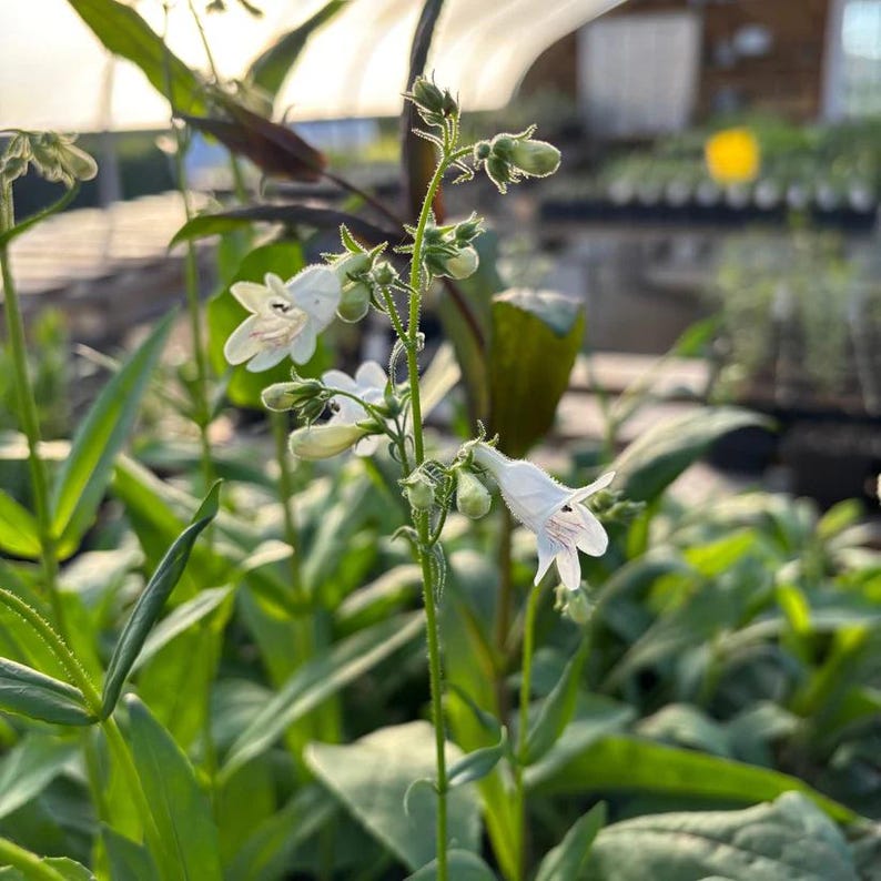 Foxglove Beardtongue Live Plant 4" Pot Penstemon digitalis Native Perennial for Full Sun to Part Shade