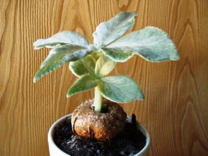 Sinningia leucotricha Houseplant - 1.5" Pot, Tropical Flowering, Well-Established 2-3 Year Old Specimens