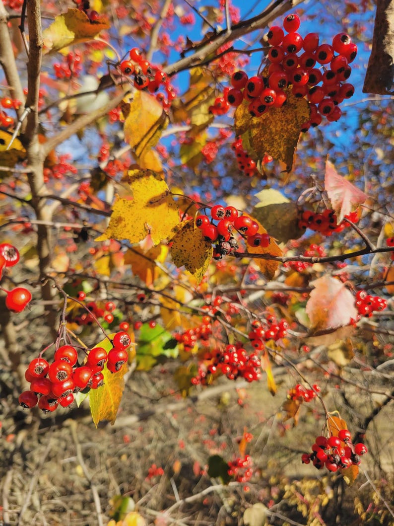 Hawthorn Tree Bareroot 4-8" Crataegus spp. for Windbreaks, Wildlife, Screens, Hedging