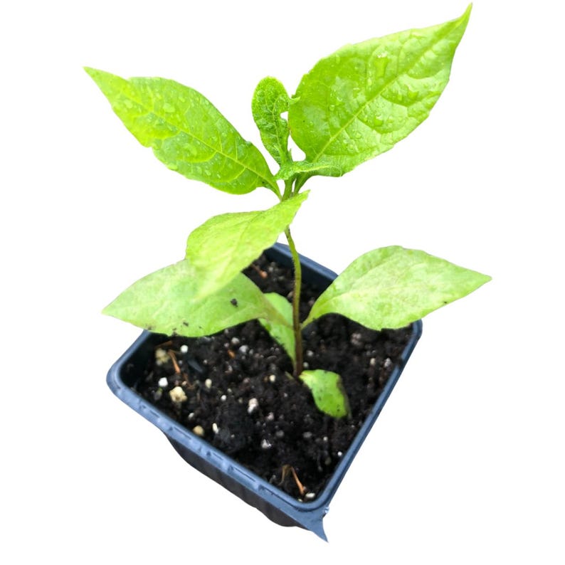 Organic Wingstem Plant 2.5-inch Pot - Verbesina alternifolia Native Perennial