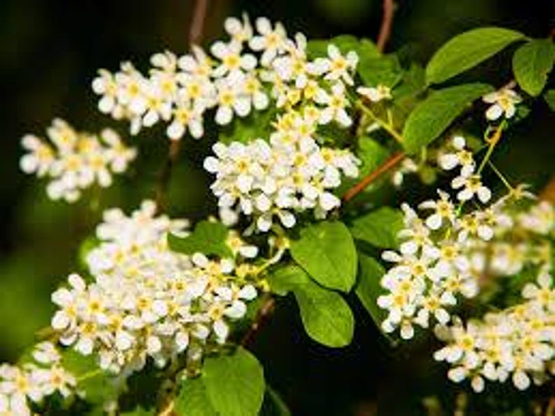 Edible Berry Fruit Tree - 3 ft Hackberry (Celtis occidentalis) - Hardy Urban Shade Tree