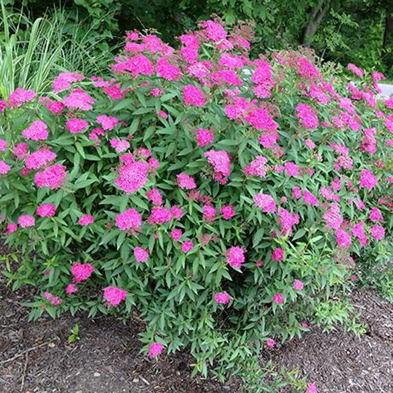 Spirea Plant Bareroot 12-18" Anthony Waterer Spiraea bumalda Hardy Ornamental Shrub