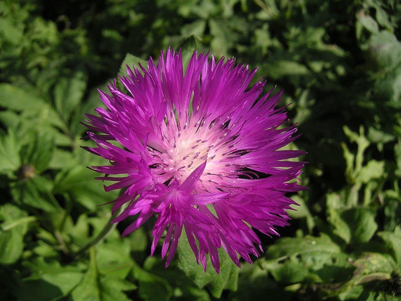 Centaurea Dealbata Persian Cornflower Plants - 2 Bare Root Perennials with Purple Flowers - Zones 3-9