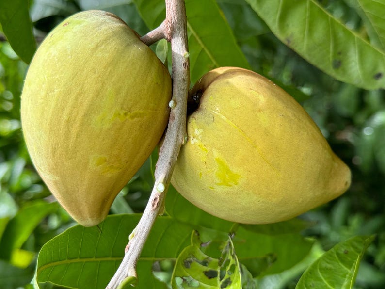 Canistel Trompo Tree Grafted 3 Gallon Pot - Pouteria campechiana Eggfruit Custard Fruit