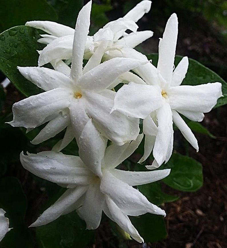 Jasmine Plant - 16-20 Inch Bush - Fragrant Flowers - Jasminum sambac - One Gallon Pot