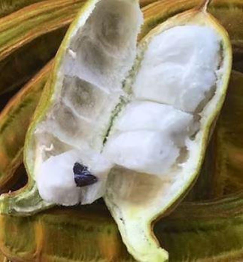 Jumbo Ice Cream Bean Plant in Pot | Inga edulis Live Tree Seedling | Tropical Fruit Tree for Garden or Container