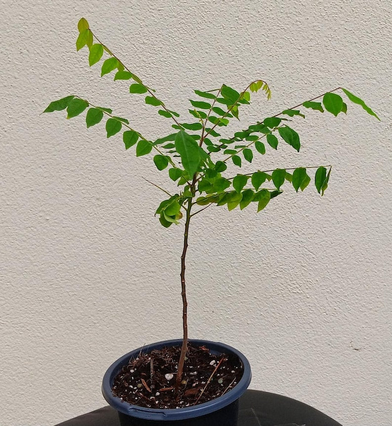 Star Fruit Tree Seedling - 7" Carambola Plant - Tropical Fruit Tree - Averrhoa carambola