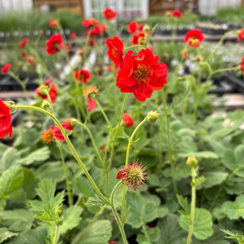 Fireball Scarlet Avens Live Plant 4" Pot - Geum chiloense 'Feurball' - Bright Red Flowers, Full Sun/Part Shade, Zones 3-9