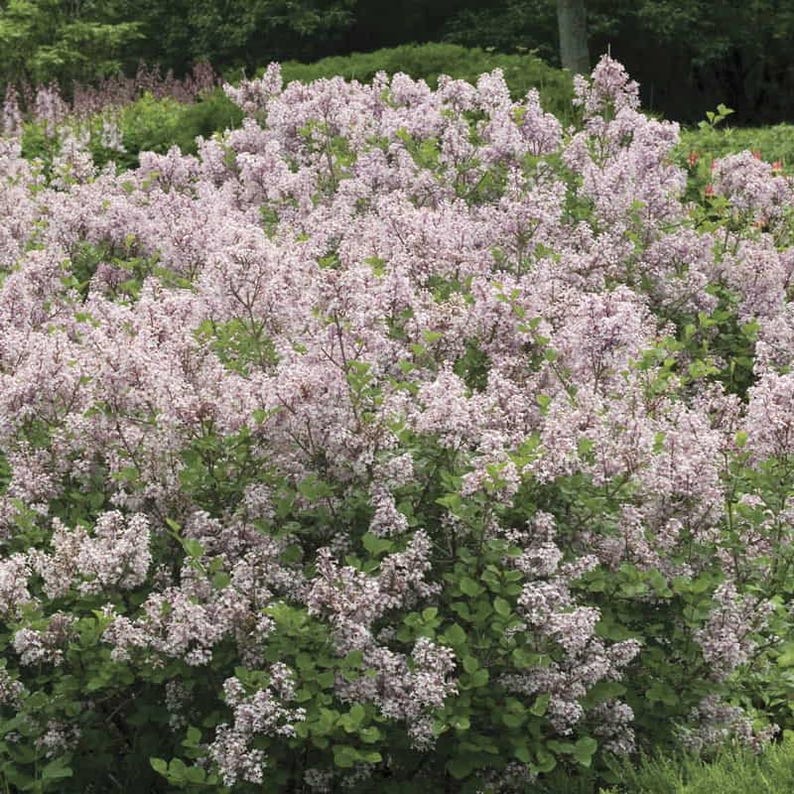 Dwarf Korean Lilac Bare Root Plant Syringa meyeri, 8-12" Tall, Reblooming Summer Flowers, Hardy Zones 3-7