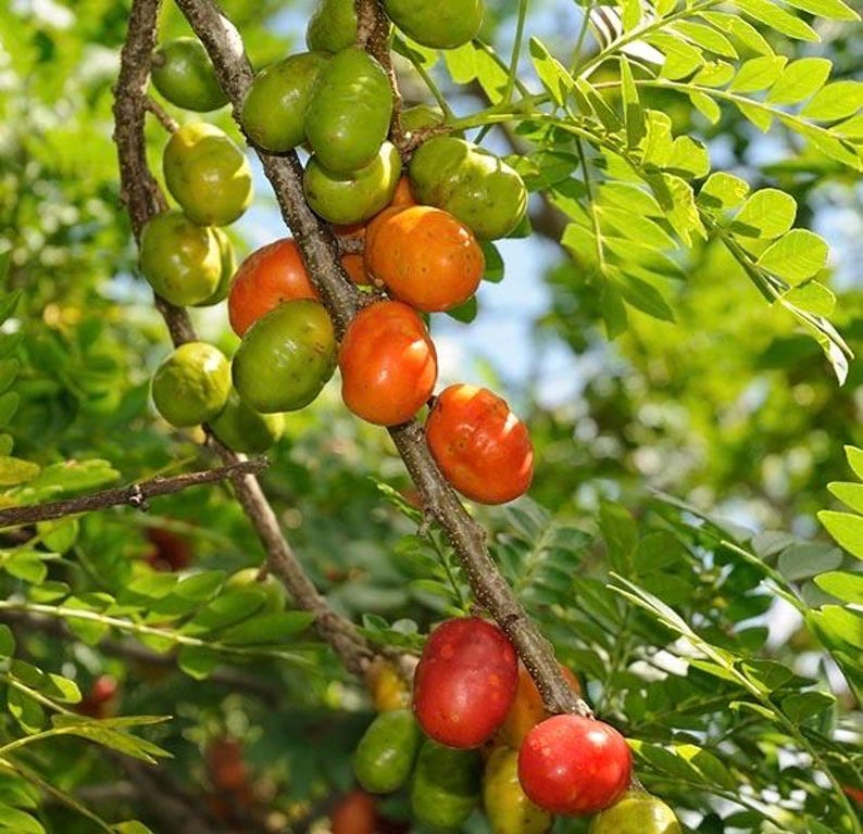 Large Red Hog Plum Tree in 3 Gallon Pot | Spondias purpurea Jocote Rojo