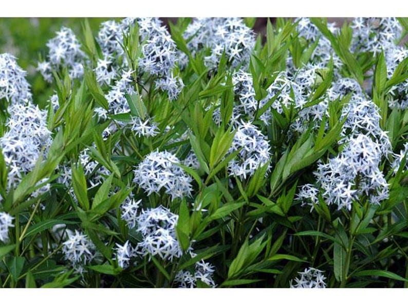 Common Bluestar Bareroot Plant - Amsonia tabernaemontana Native Perennial for Gardens, Borders, Wildflower Beds