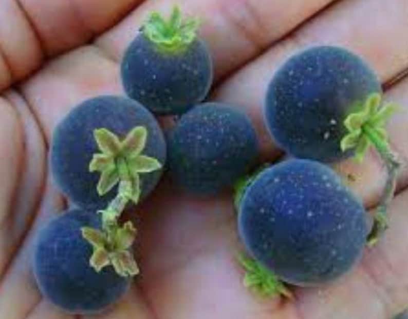 Ceylon Gooseberry Live Plant in Half-Gallon Pot - Dovyalis hebecarpa, Ketembilla, Kitambilla, Easy to Grow Fruit Plant