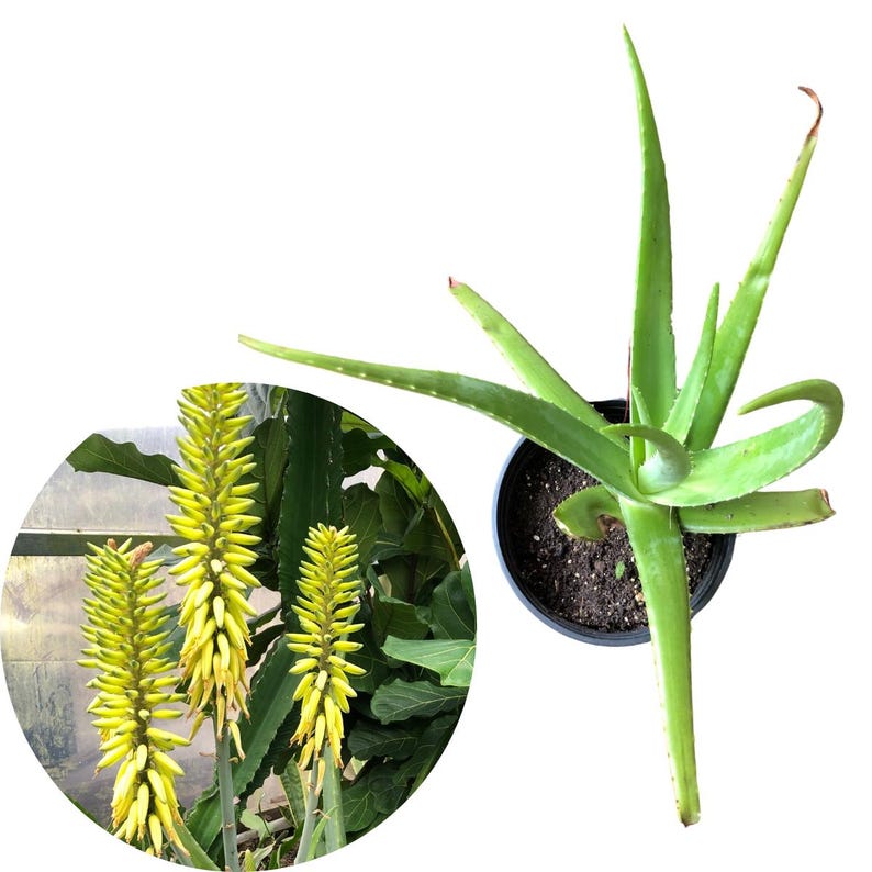 Giant Aloe Vera Live Plant in 6-8 Inch Pot, Organic Houseplant for Sunny Windowsills & Outdoors, Aloe barbadensis