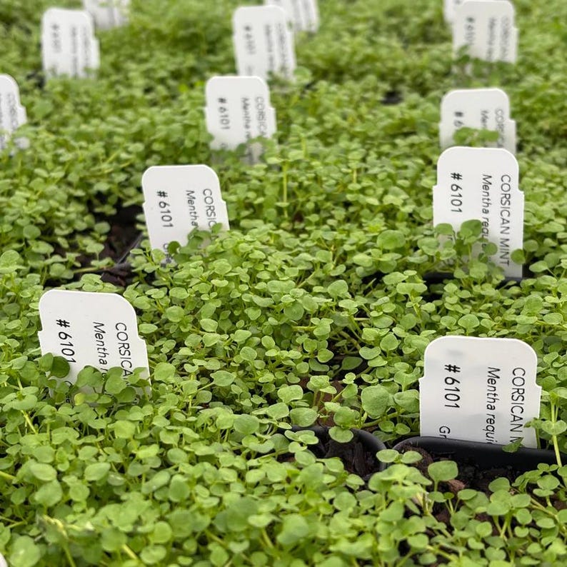 Corsican Mint Live Plant 3.5" Pot - Mentha requienii Aromatic Ground Cover for Shade Zones 7-10