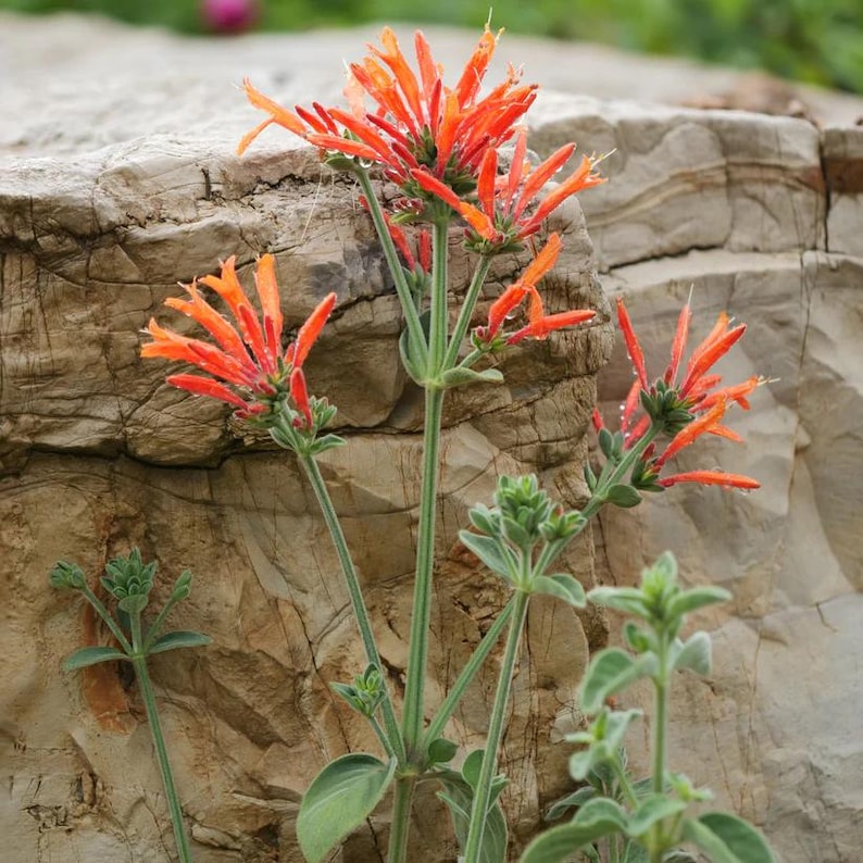 Hummingbird Plant Live 4" Pot - Dicliptera suberecta - Full Sun to Part Shade - Attracts Birds & Pollinators