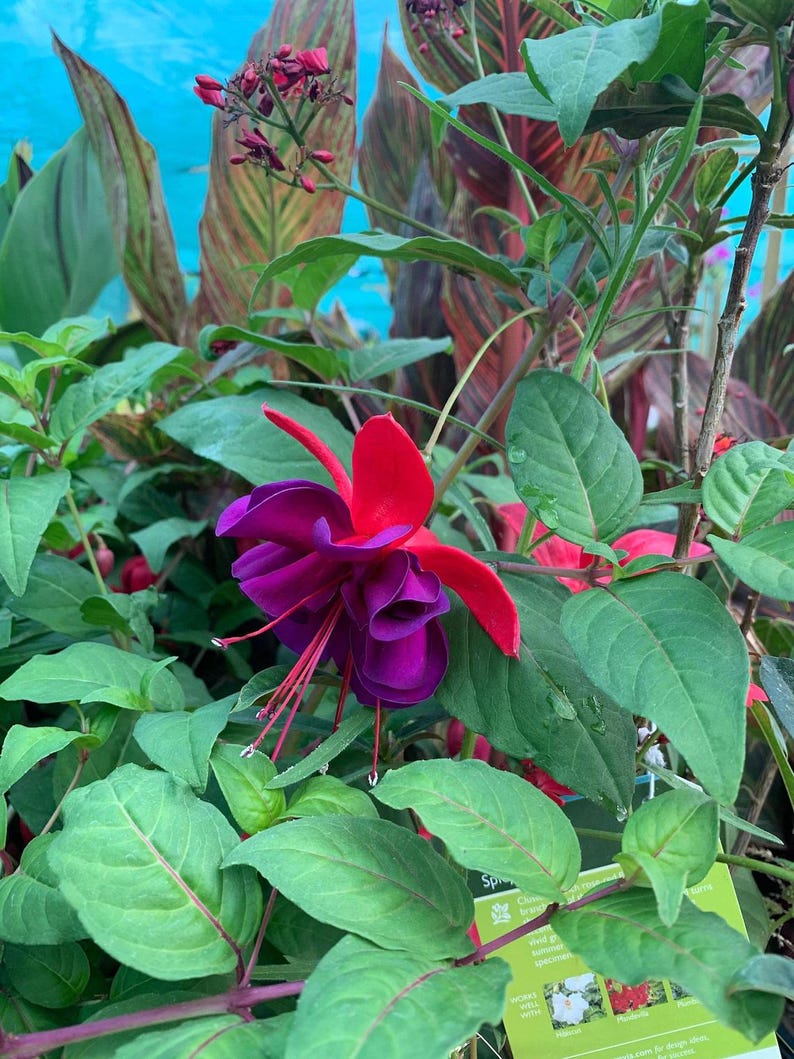 Fuchsia Voodoo Live Plant in 6" Pot - Evergreen Shrub with Bright Red & Purple Flowers and Edible Berries