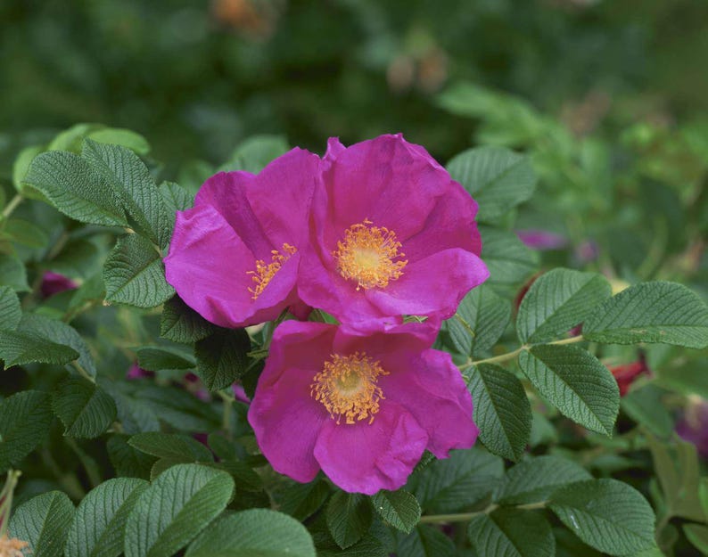 Rugosa Rose Starter Plant Bareroot Rosa rugosa Hardy Shrub with Sharp Spines, Fragrant Blooms & Fall Color