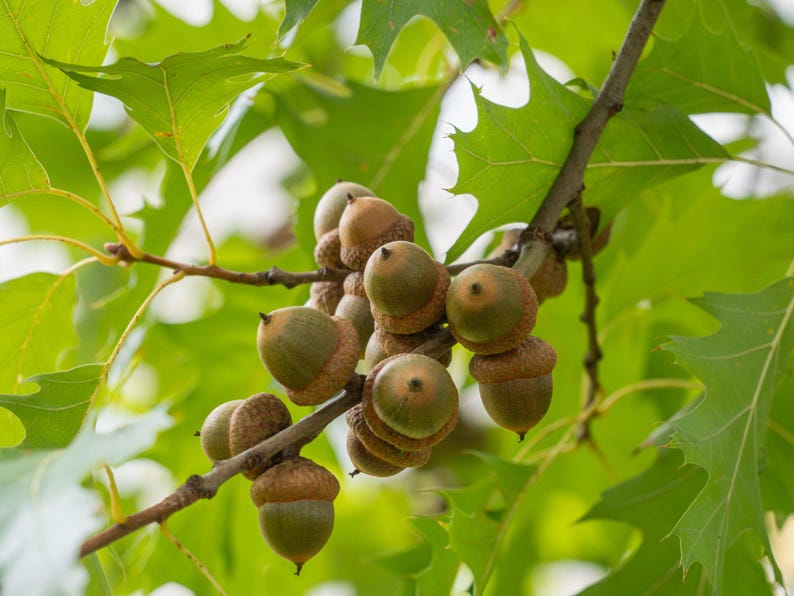 Native Oak Seedlings Pack – 3 Quercus spp. for Landscaping, Reforestation, and Wildlife Habitat