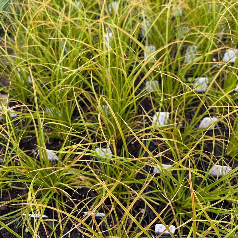 Live Plant in 3.5" Pot - Orange New Zealand Sedge (Carex testacea) - Full Sun to Part Shade, Zones 6-10