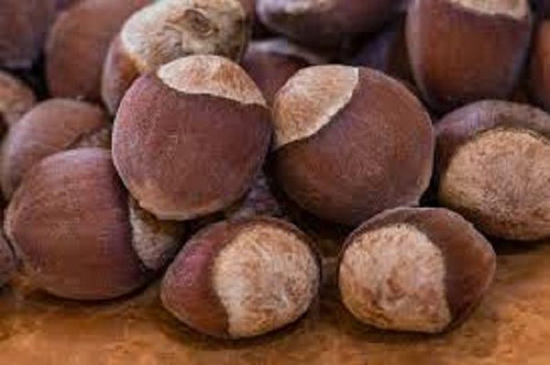 Hazelnut Seedlings Potted Plants Up to 2 ft Corylus avellana Varieties for Small Gardens