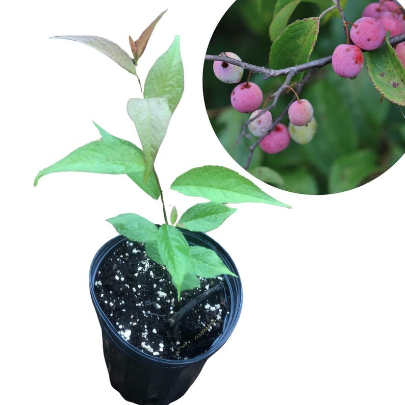 Wild Plum Seedling - Organic Prunus americana - Hardy Native Tree for Landscaping & Wildlife