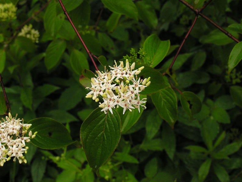 Silky Dogwood Bareroot Plant - Cornus amomum Native Shrub with Berries & White Flowers
