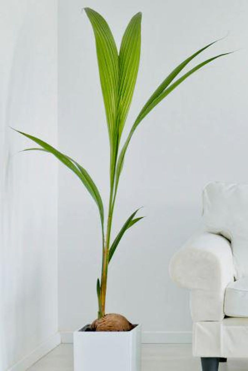 Dwarf Coconut Tree 2-3ft Indoor Plant in 2 Gal Pot Cocos Nucifera for Air Quality & Decor