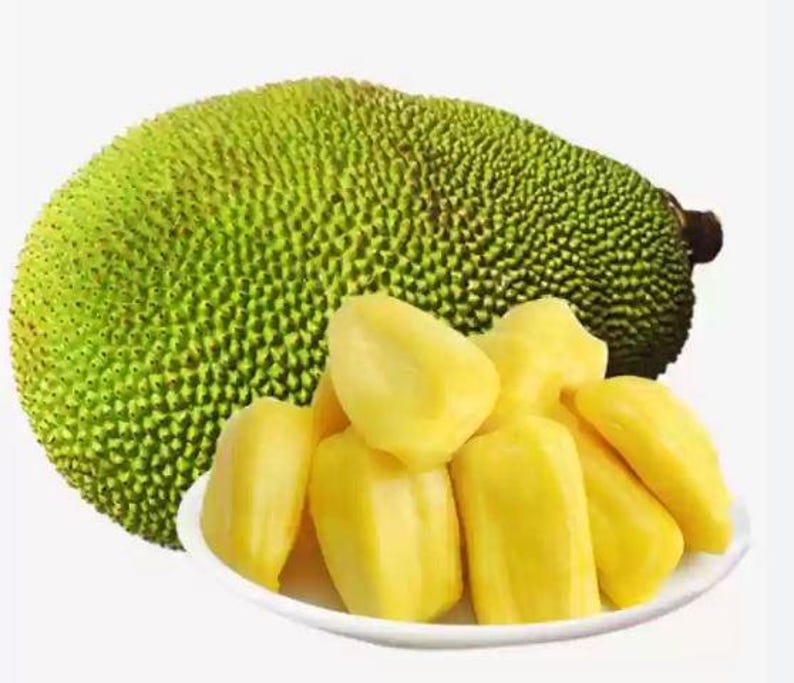 Jackfruit Starter Plant in 4 Inch Pot - Artocarpus heterophyllus, Tropical Fruit Tree for Container Gardening