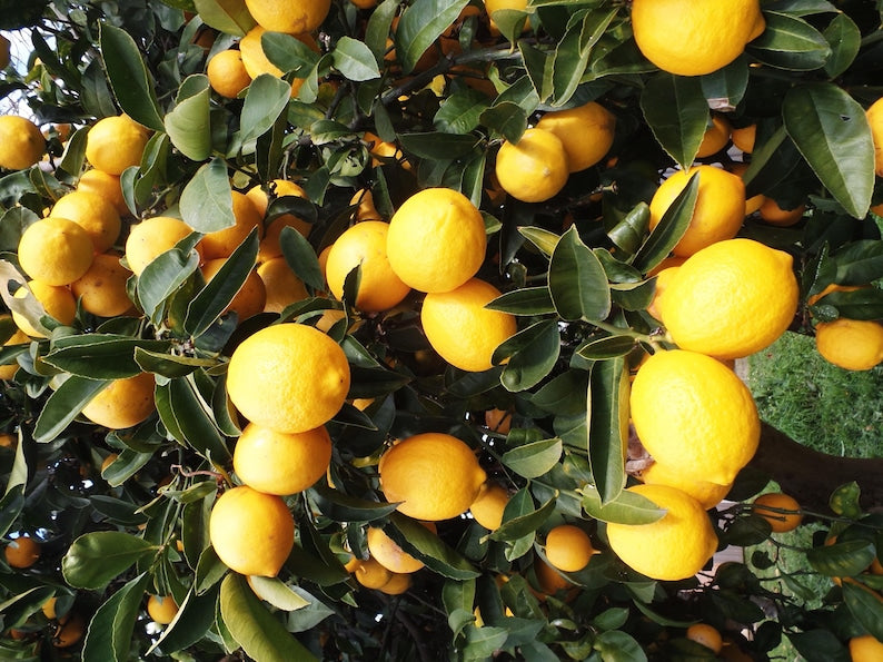 Eureka Lemon Tree in 1/2 Gallon Pot - Citrus limon - Florida Shipping Only