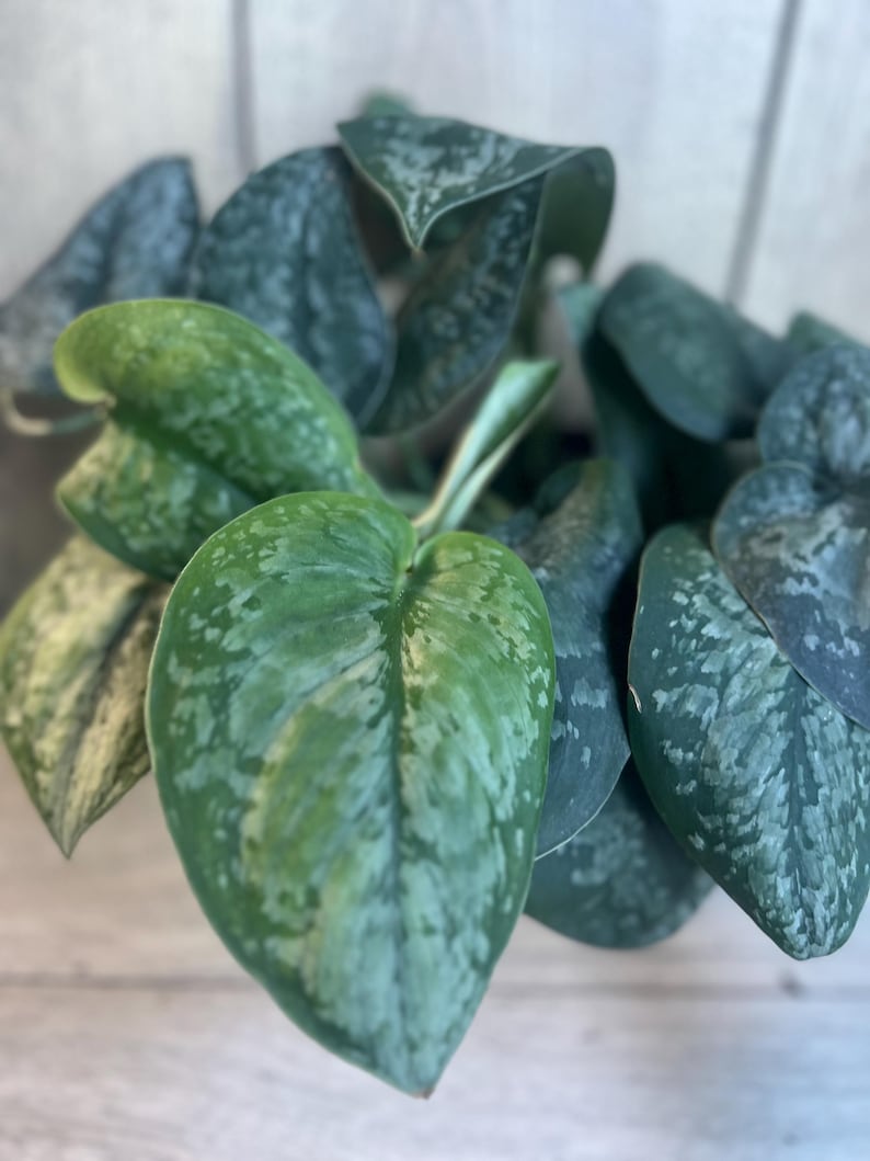 Scindapsus Mount Salak Plant in 4" Pot - Rare Aroid with Velvety Green and Silver Speckled Leaves