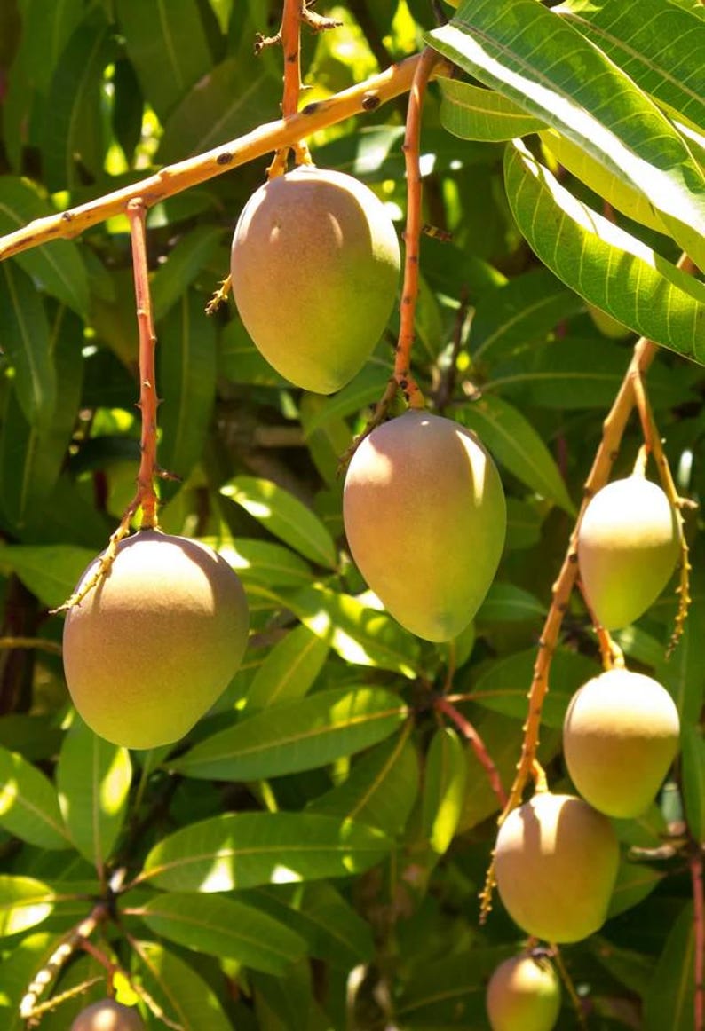Grafted Carrie Mango Tree in 3 Gallon Pot - Compact, Sweet Fiberless Fruit