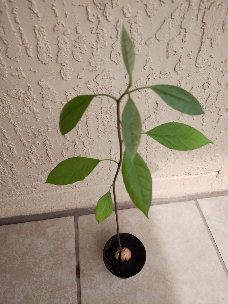Hass Avocado Starter Plant 12" Pot with Free Cutting - Persea americana for Home Gardeners