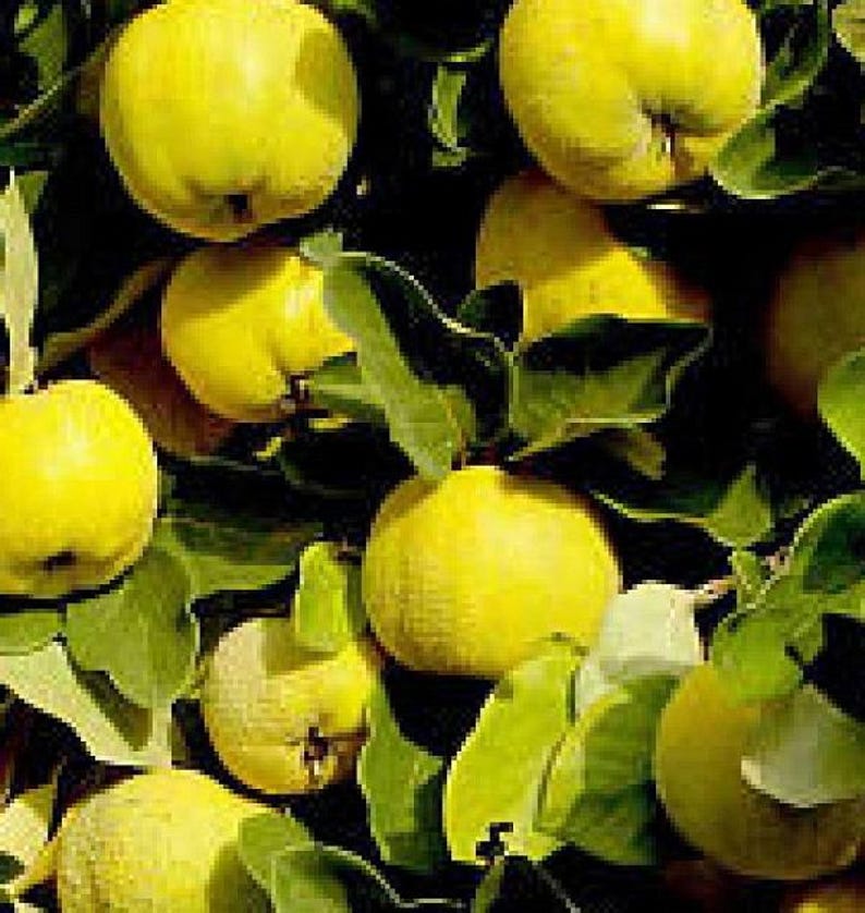 Provence Quince Fruit Tree Live Plant 15-20 Inches Hardy Edible Cydonia oblonga Heirloom