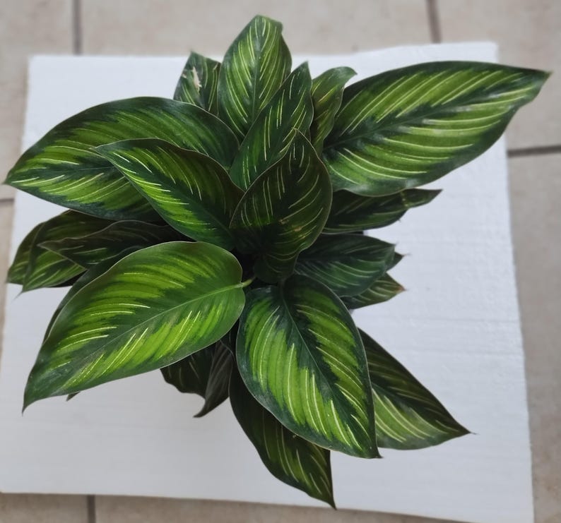 Calathea Ornata Beauty Star - Small Rooted Indoor Plant with Free Cutting