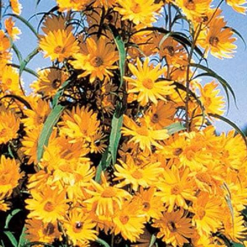 Maximillian Sunflower Live Plants - 5 Bulbs, Helianthus Maximillian Perennial Flowers