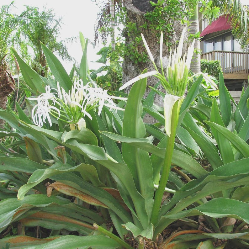 Crinum pedunculatum - Large Swamp Lily with White Flowers - Versatile Garden Plant