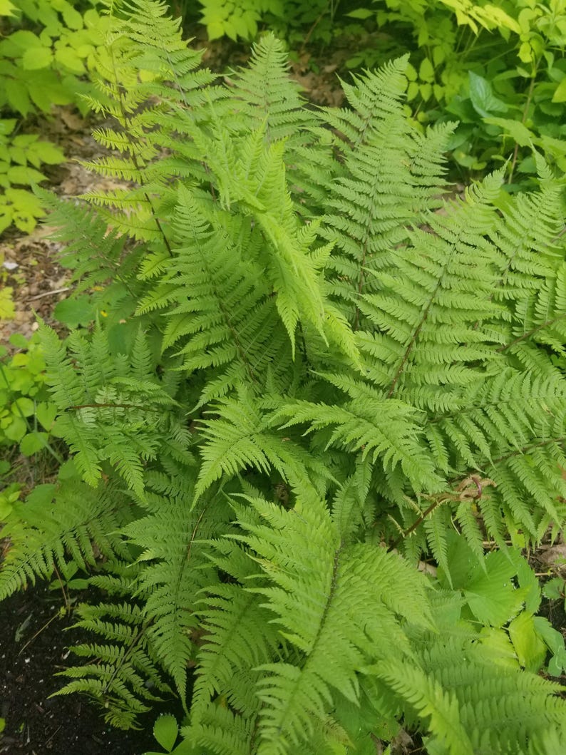 Lady Fern Divisions - Bare Root Athyrium filix-femina - Shady Garden Plant, Green Foliage, Hardy Perennial