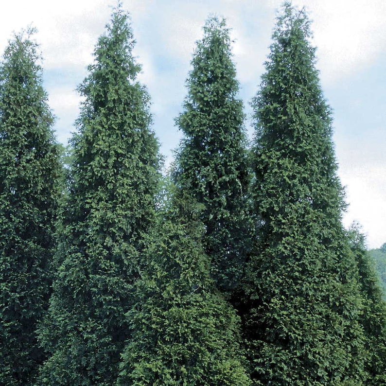 Green Giant Arborvitae Plants - 4" Containers, Thuja Green Giant for Hedges & Privacy Screens, Full Sun to Partial Shade