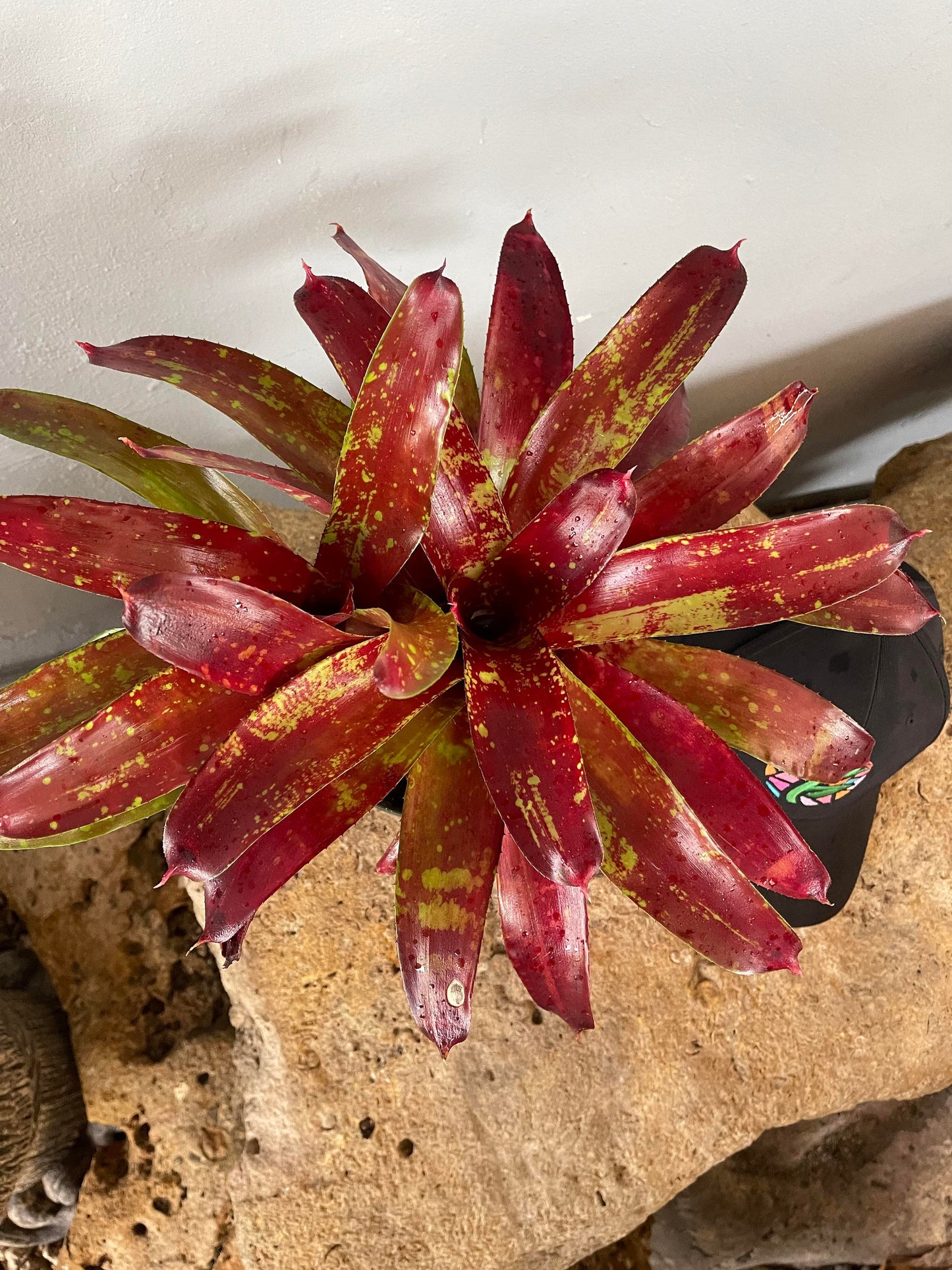 Live Bareroot Neoregelia ‘Gazpacho’ Bromeliad – Colorful Tropical Houseplant with Red, Pink & Green Rosette