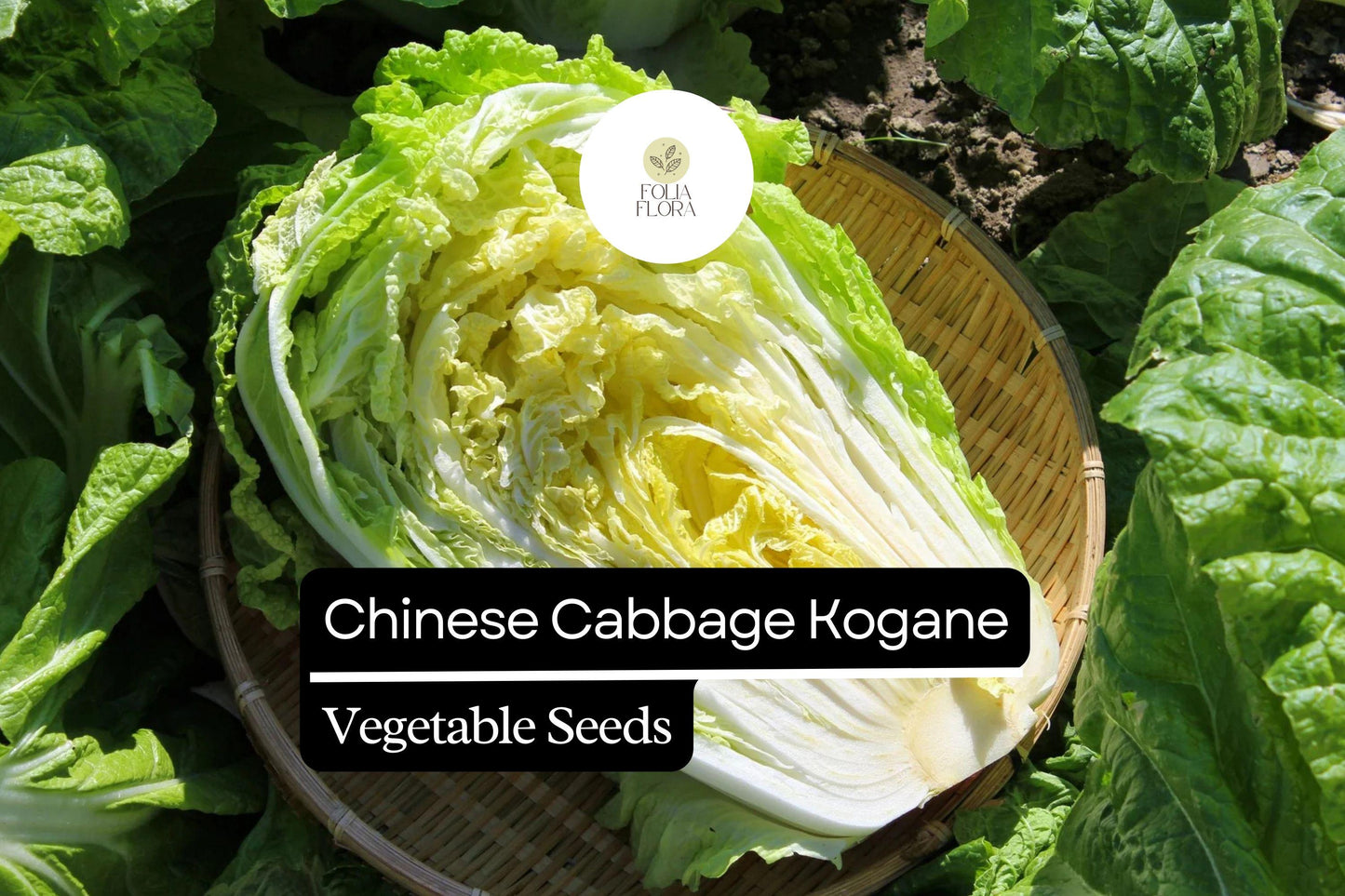 Kogane Napa Cabbage Seeds | 500mg Non-GMO Brassica rapa var. pekinensis for Salad, Stir-Fry, Kimchi, and Soup