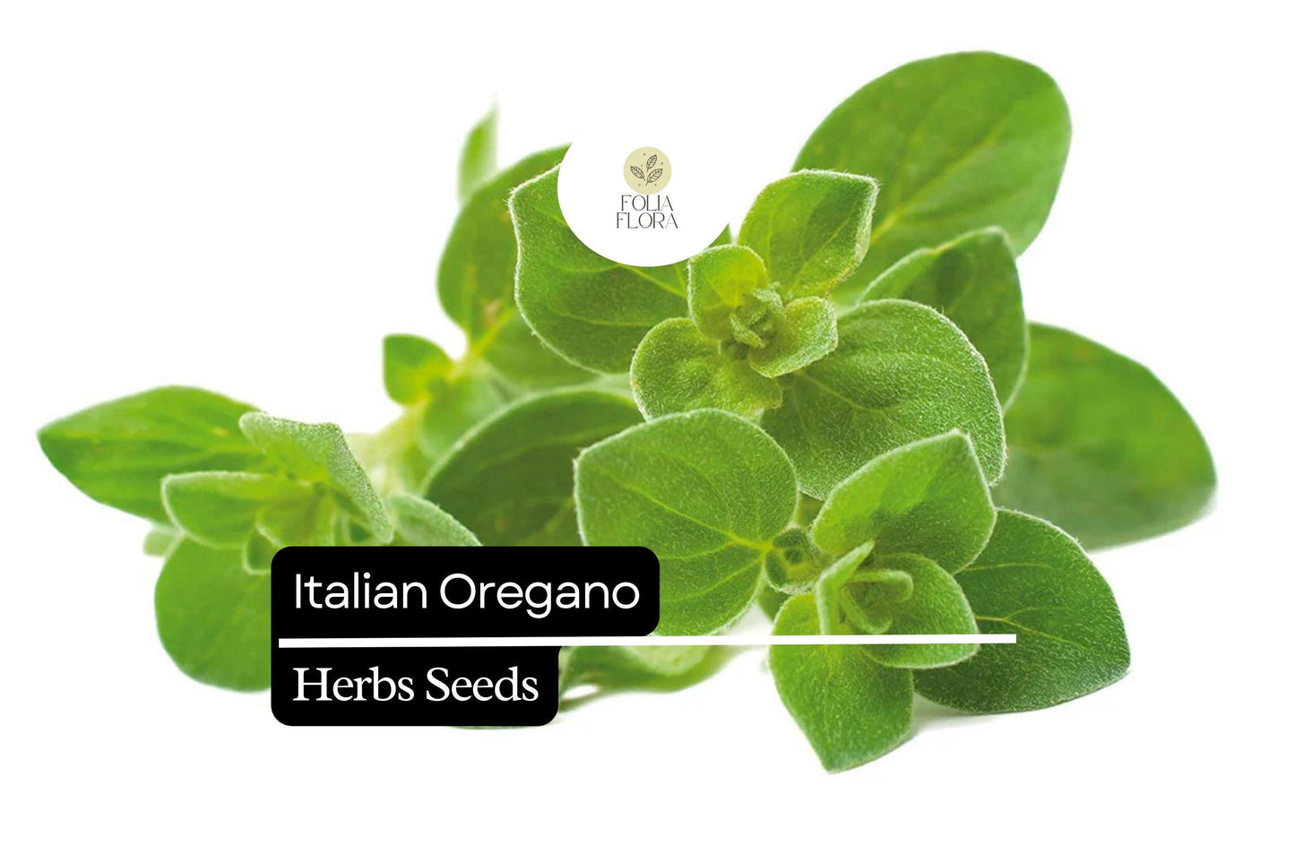 Italian Oregano Seeds 100mg | Heirloom, Non-GMO, Culinary Herb, Origanum vulgare, Aromatic, Easy to Grow