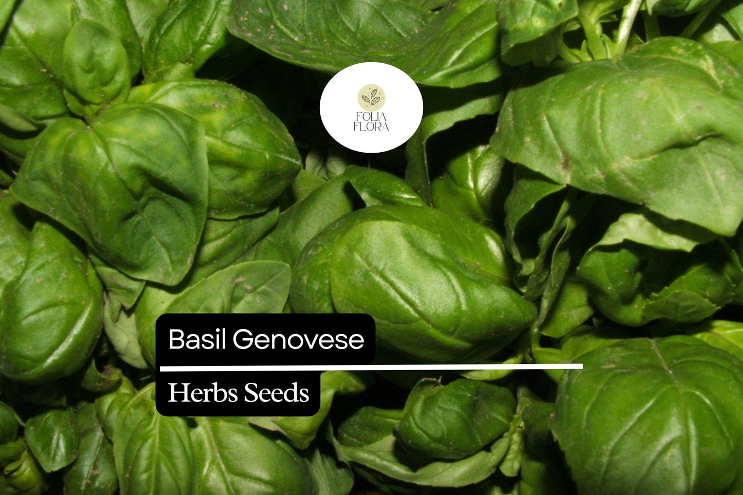 Genovese Basil Seeds 1g | Heirloom, Non-GMO Italian Herb | Aromatic, Flavorful | Ocimum basilicum